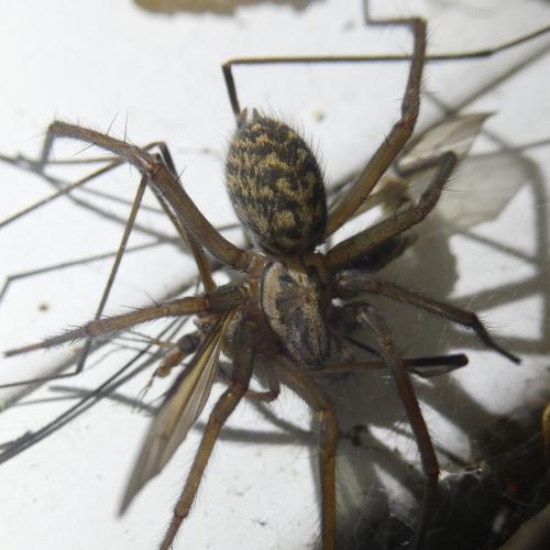 Eratigena sp.
